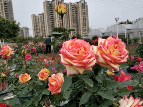 春天養(yǎng)花,要根據(jù)自己的養(yǎng)花地點,選擇合適的花卉
