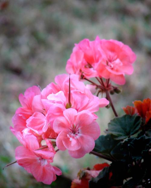 寫(xiě)實(shí)花卉 花朵 數(shù)碼照片 免費(fèi)素材產(chǎn)品工業(yè)素材免費(fèi)下載(圖片編號(hào)