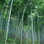 富饒農(nóng)產(chǎn)品苗木銷(xiāo)售