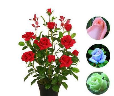 當(dāng)年開花花卉綠植室內(nèi)盆栽景玫瑰花苗植物
