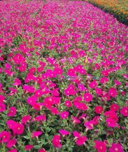 供應(yīng)矮牽牛、矮牽牛種植基地、矮牽牛價格---麗穎花卉_農(nóng)副產(chǎn)品_世界工廠網(wǎng)中國產(chǎn)品信息庫