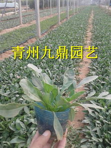 大花金雞菊.大花金雞菊價格.供應(yīng)大花金雞菊