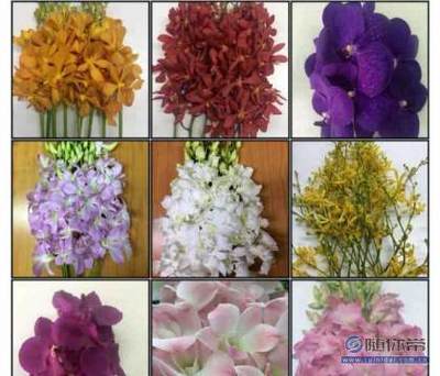【蘭蘊花卉進口花;泰國洋蘭批發(fā);洋蘭白蘭萬代蘭批發(fā);泰國蘭花】呈貢花花草草花卉經(jīng)營部 - 產品庫