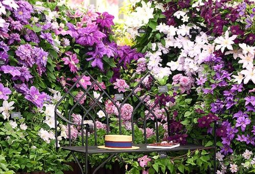 新手養(yǎng)護花卉,就養(yǎng)護花中精品,輕松爬滿墻,花朵大又好看 生活