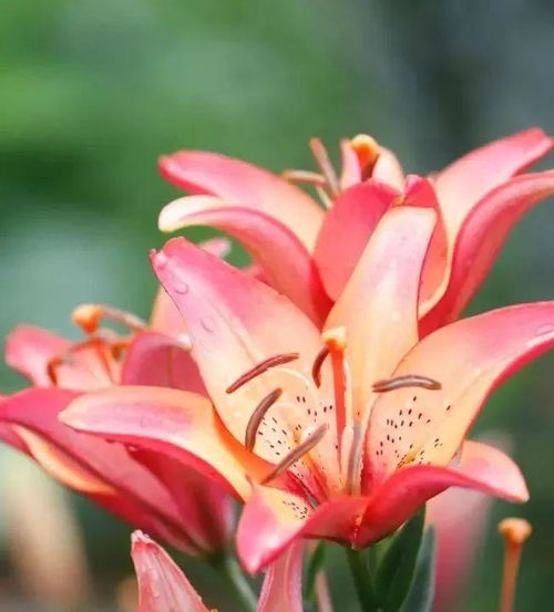多圖直擊,爛漫花影,邂逅百合花海 陜西 鎮(zhèn)坪上竹鎮(zhèn)第四屆百合花節(jié)暨農(nóng)林產(chǎn)品展銷活動盛大開幕