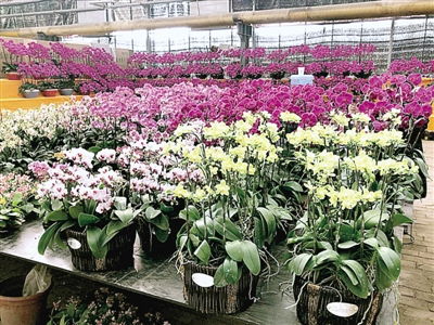 過(guò)年了,花市銷(xiāo)售火爆 精品花卉受熱捧