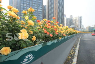 立體綠化產(chǎn)品 高架橋天橋花盆 多種尺寸 廠家直銷(xiāo),立體綠化產(chǎn)品 高架橋天橋花盆 多種尺寸 廠家直銷(xiāo)生產(chǎn)廠家,立體綠化產(chǎn)品 高架橋天橋花盆 多種尺寸 廠家直銷(xiāo)價(jià)格