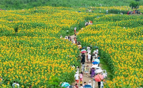 成都將打造1000個精品賞花場景,支持溫江這樣發展