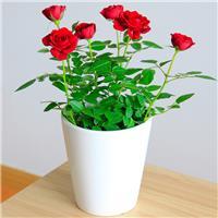 室內花卉綠植租擺相關產品推薦